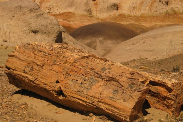 Bosques Petrificados Sarmiento